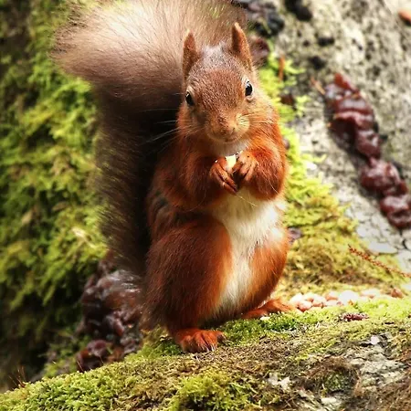 Holiday home The Stargazing - Romantic Mountain
