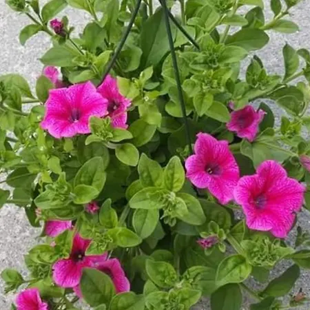 The Stargazing - Romantic Mountain Holiday home