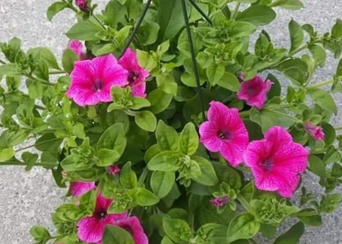 The Stargazing - Romantic Mountain بيت للعطل